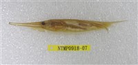藏品(條紋鰕魚)的圖片